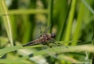 FOUR-SPOTTED CHASER (Libellula quadrimaculata)